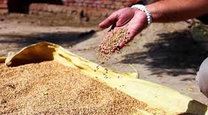 20 हजार से अधिक किसानों ने समर्थन मूल्य पर गेहूँ उपार्जन के लिये कराया पंजीयन : मंत्री राजपूत