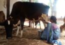 बिहान से बदली जिंदगी: गुंजवती पेगड़ बनीं “लखपति दीदी”