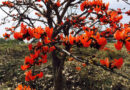 पलाश फूल से बढ़ती आजीविका और समृद्धि