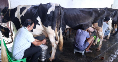 सेवा संकल्प अभियानः 1,200 रुपये से शुरू हुआ सफर, 117 पशुओं के डेयरी फार्म तक पहुंचा सेवा संकल्प अभियानः 1,200 रुपये से शुरू हुआ सफर, 117 पशुओं के डेयरी फार्म तक पहुंचा