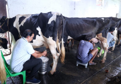 सेवा संकल्प अभियानः 1,200 रुपये से शुरू हुआ सफर, 117 पशुओं के डेयरी फार्म तक पहुंचा सेवा संकल्प अभियानः 1,200 रुपये से शुरू हुआ सफर, 117 पशुओं के डेयरी फार्म तक पहुंचा
