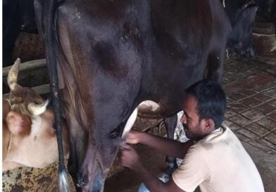 राष्ट्रीय कृत्रिम गर्भाधान कार्यक्रम से बदली योहिनापाली के नीलाम्बर की किस्मत